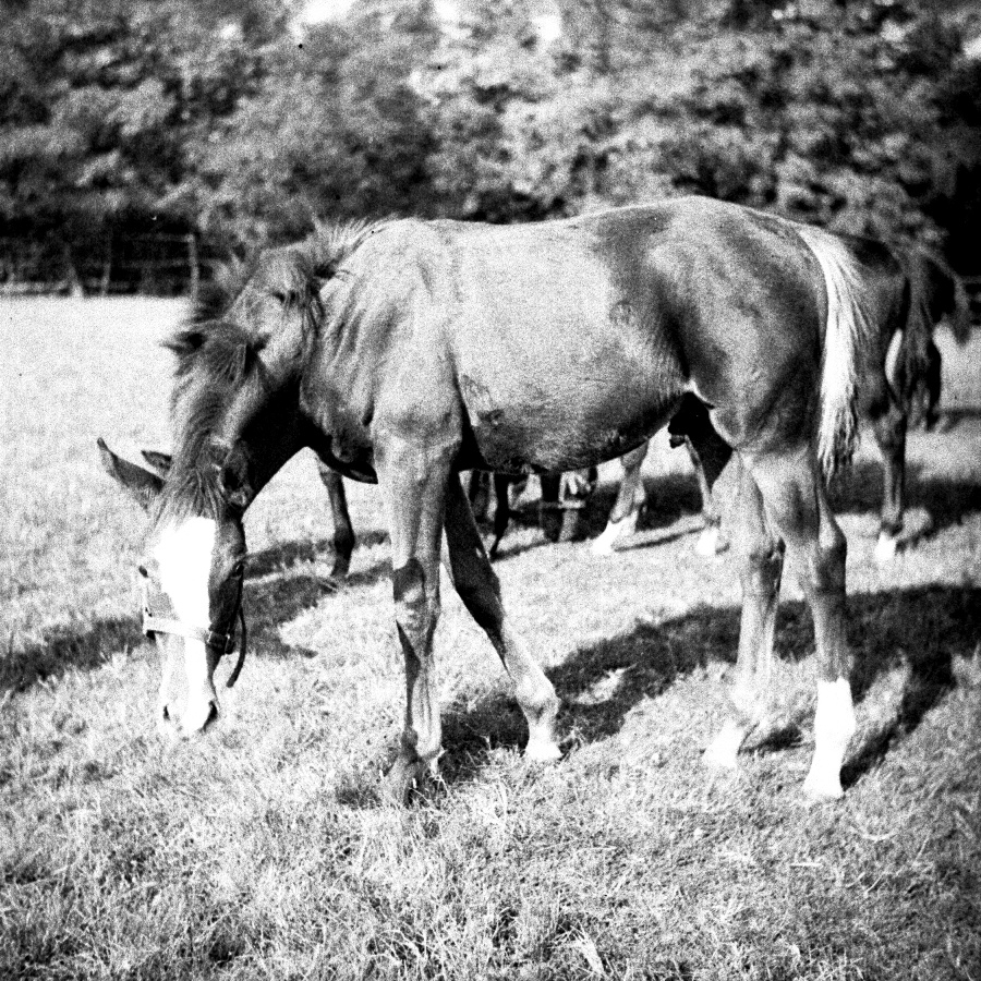 Büszke csikója II.