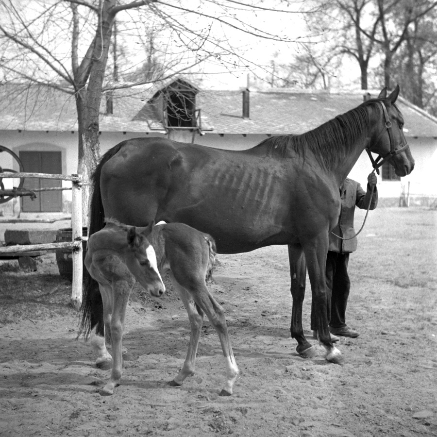 Büszke és csikója