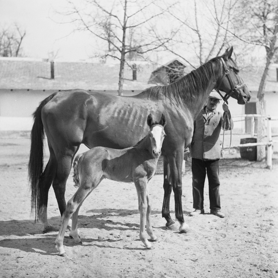 Büszke és csikója II.