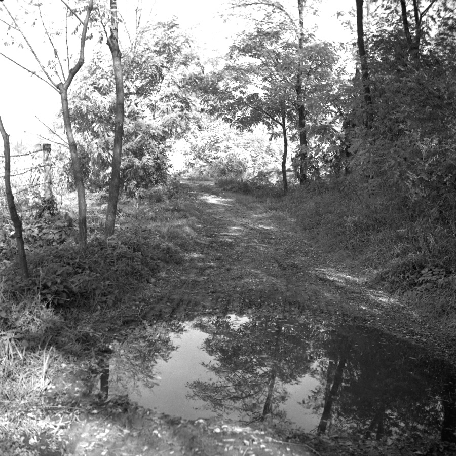 Dunakeszi erdőrészlet