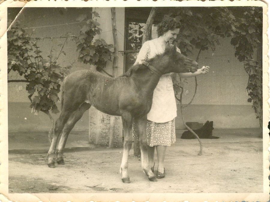 Lengyel Józsefék csikaja (csikója)