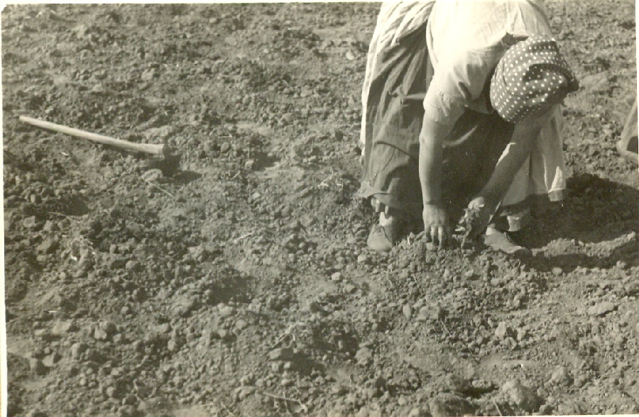 Paradicsomtermesztés