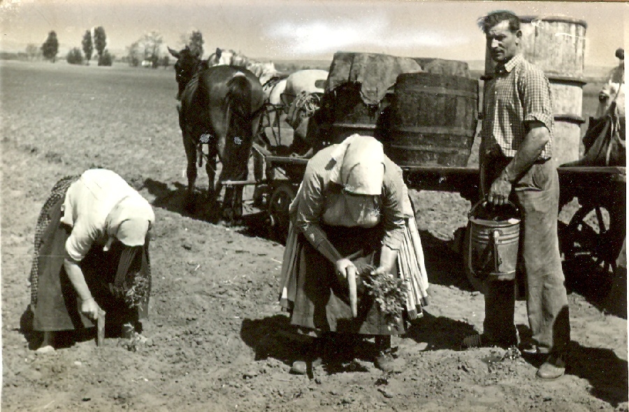 Paradicsompalántázás