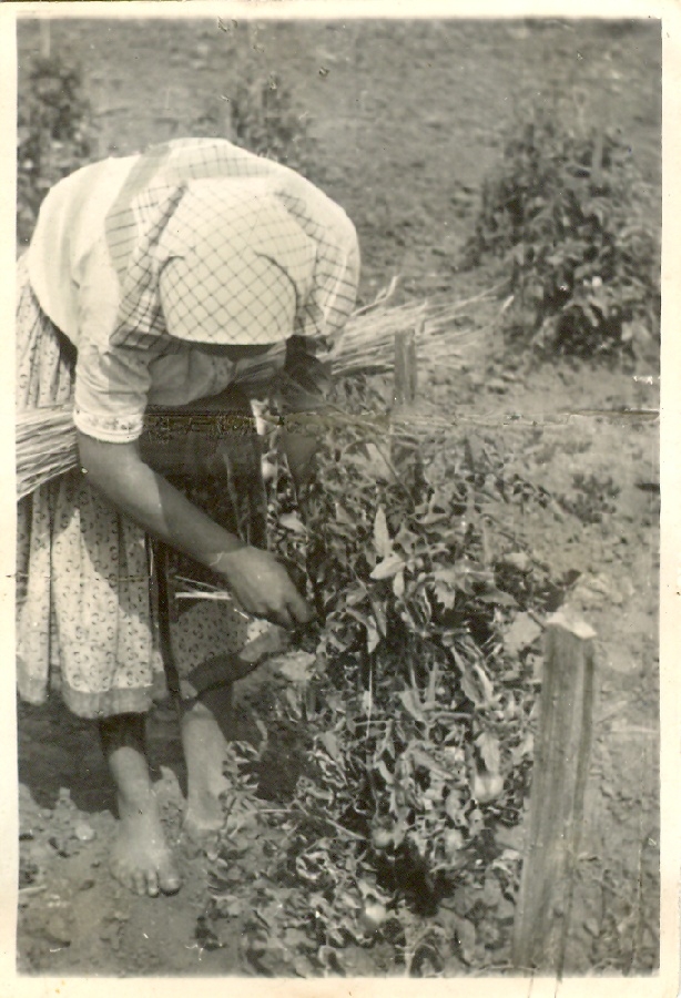 Paradicsomtermesztés