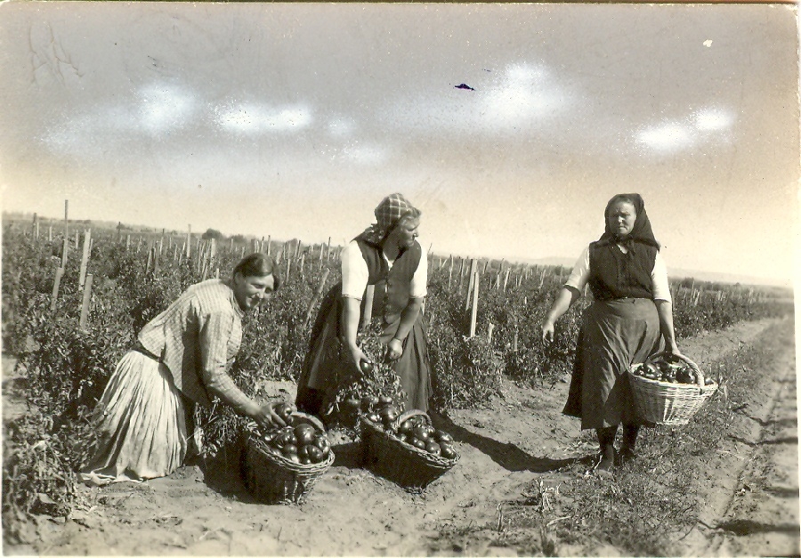 Paradicsomszedő asszonyok karikosárral