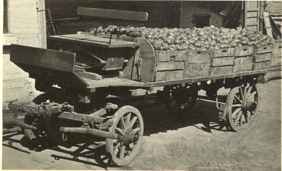 Paradicsomtermesztés