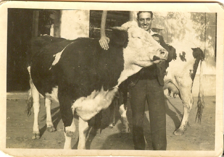 Mogony fiú a tehenükkel
