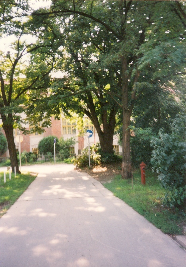 Hársfa a régi időkből