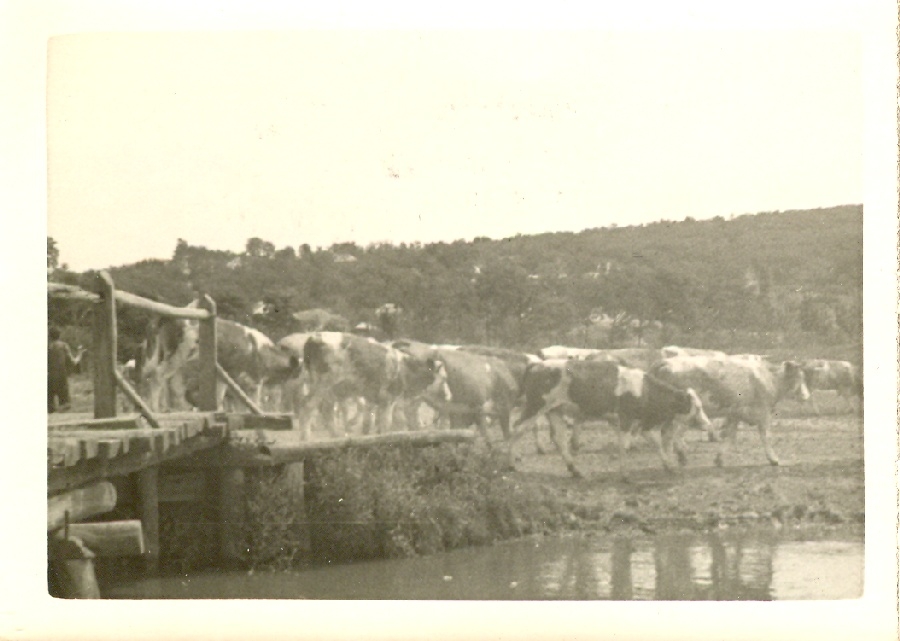 109. számú Magyarság Cserkésztábor