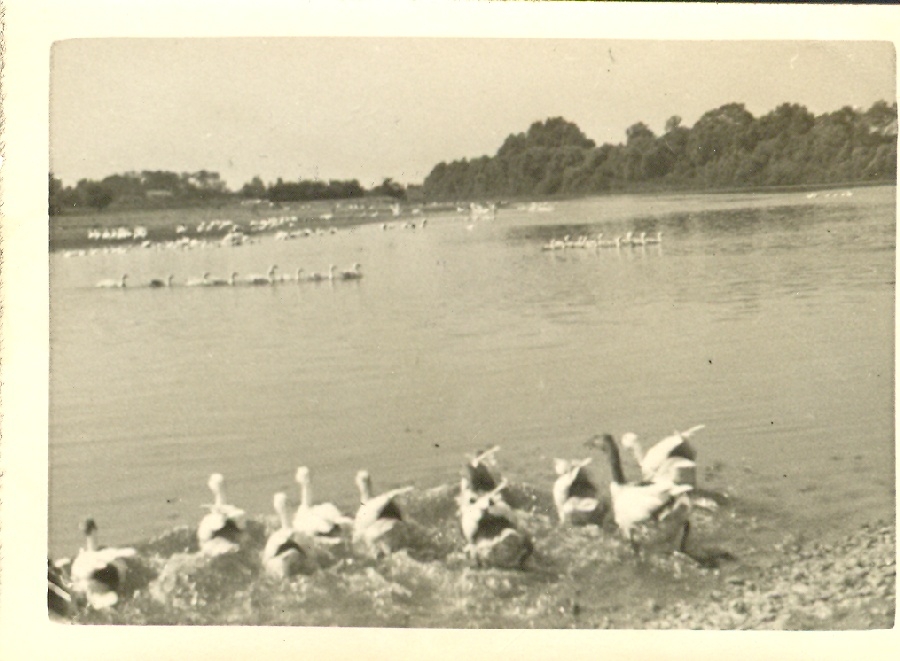 109. számú Magyarság Cserkésztábor