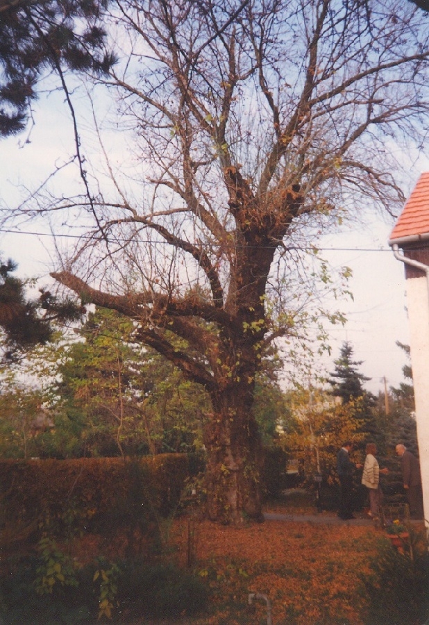 Alag legöregebb platánfája